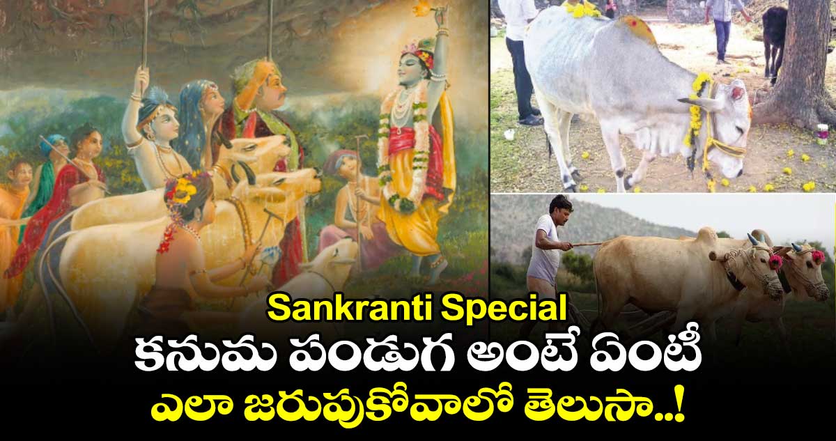 Sankranti Special : కనుమ పండుగ అంటే ఏంటీ..  ఎలా జరుపుకోవాలో తెలుసా..  !