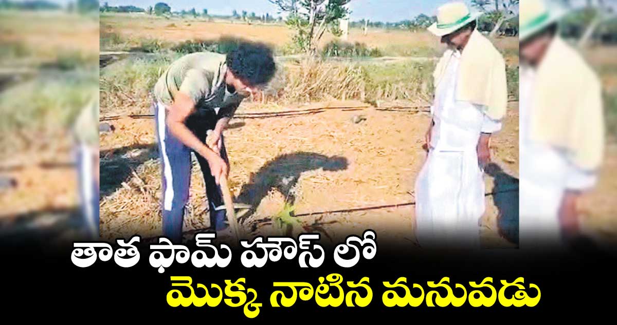 తాత ఫామ్ హౌస్ లో మొక్క నాటిన మనువడు