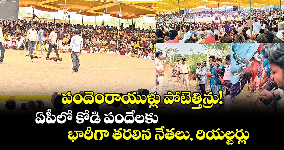 పందెంరాయుళ్లు పోటెత్తిన్రు!..ఏపీలో కోడి పందేలకు భారీగా తరలిన నేతలు, రియల్టర్లు 