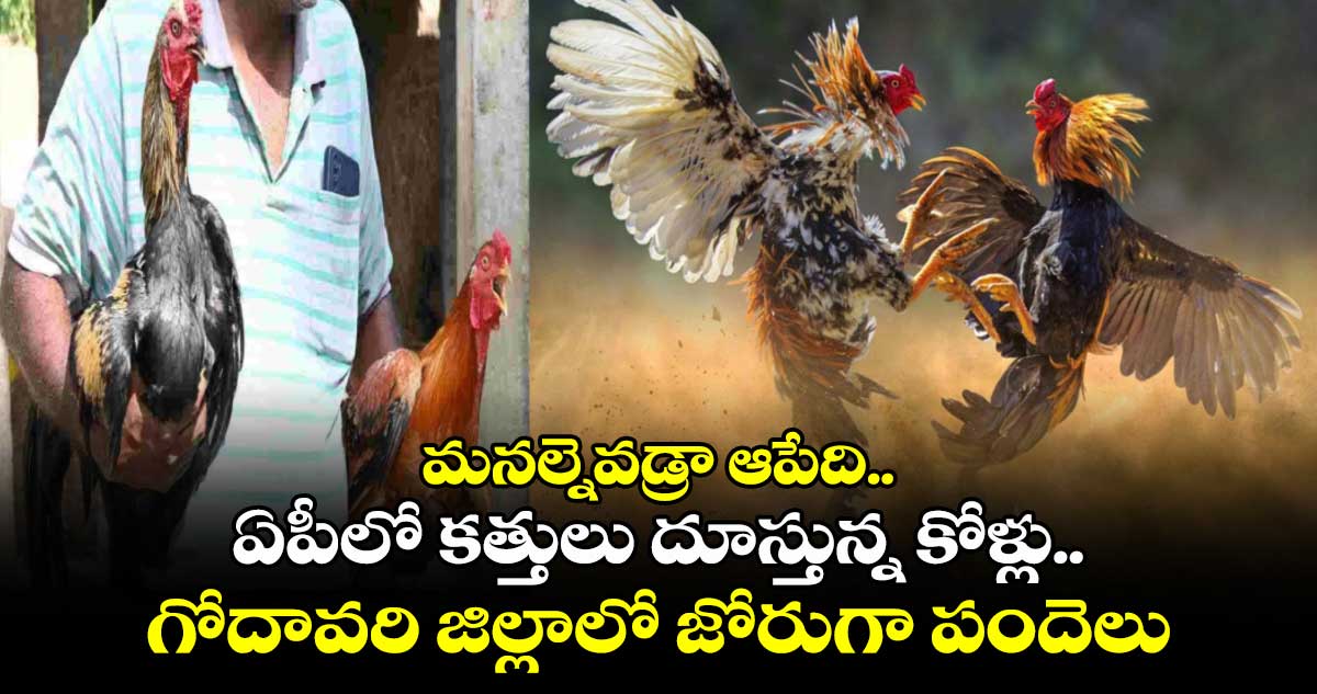 ఏపీలో కత్తులు దూస్తున్న కోళ్లు.. గోదావరి జిల్లాలో జోరుగా పందెలు