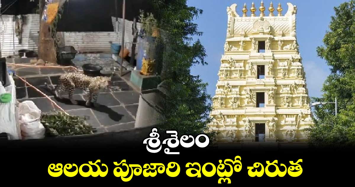 శ్రీశైలం ఆలయ పూజారి ఇంట్లో చిరుత