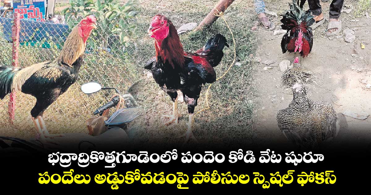 భద్రాద్రికొత్తగూడెంలో పందెం కోడి వేట షురూ .. పందేలు అడ్డుకోవడంపై పోలీసుల స్పెషల్​ ఫోకస్​