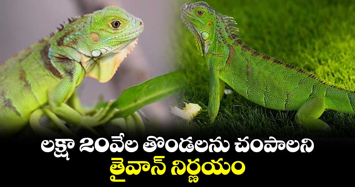 లక్షా 20వేల తొండలను చంపాలని తైవాన్ నిర్ణయం