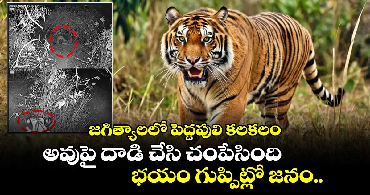 జగిత్యాలలో పెద్దపులి కలకలం: అవుపై దాడి చేసి చంపేసింది.. భయం గుప్పిట్లో జనం.. 