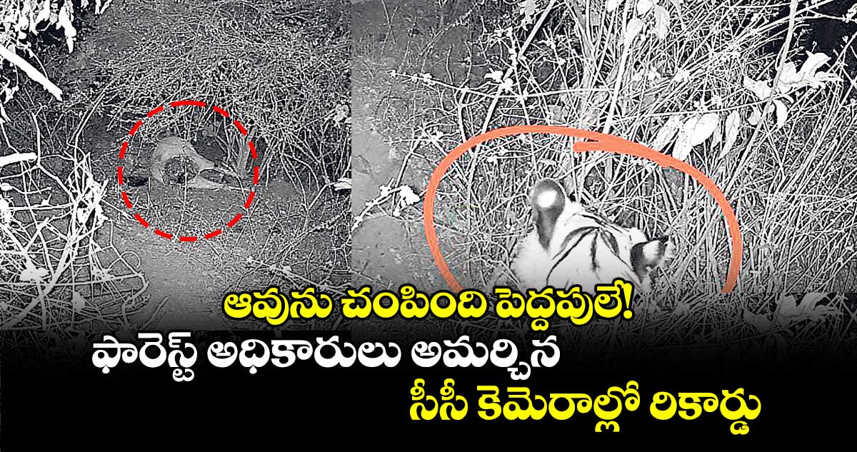 ఆవును చంపింది పెద్దపులే! ఫారెస్ట్ అధికారులు అమర్చిన సీసీ కెమెరాల్లో రికార్డు 