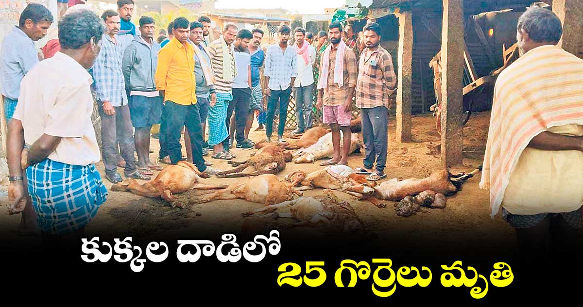 కుక్కల దాడిలో 25 గొర్రెలు మృతి 