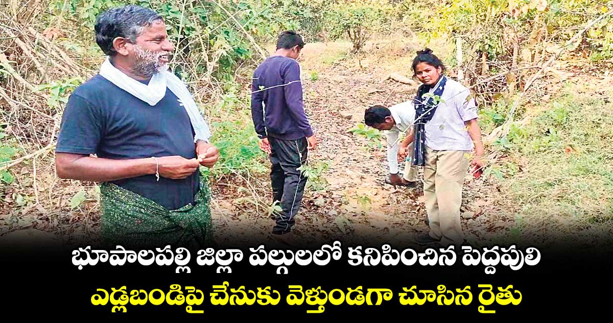 భూపాలపల్లి జిల్లా పల్గులలో కనిపించిన పెద్దపులి.. ఎడ్లబండిపై చేనుకు వెళ్తుండగా చూసిన రైతు 