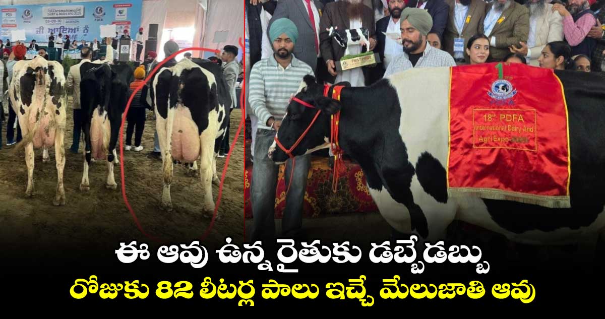 Viral news: ఈ ఆవు ఉన్న రైతుకు డబ్బేడబ్బు..రోజుకు 82 లీటర్ల పాలు ఇచ్చే మేలుజాతి ఆవు