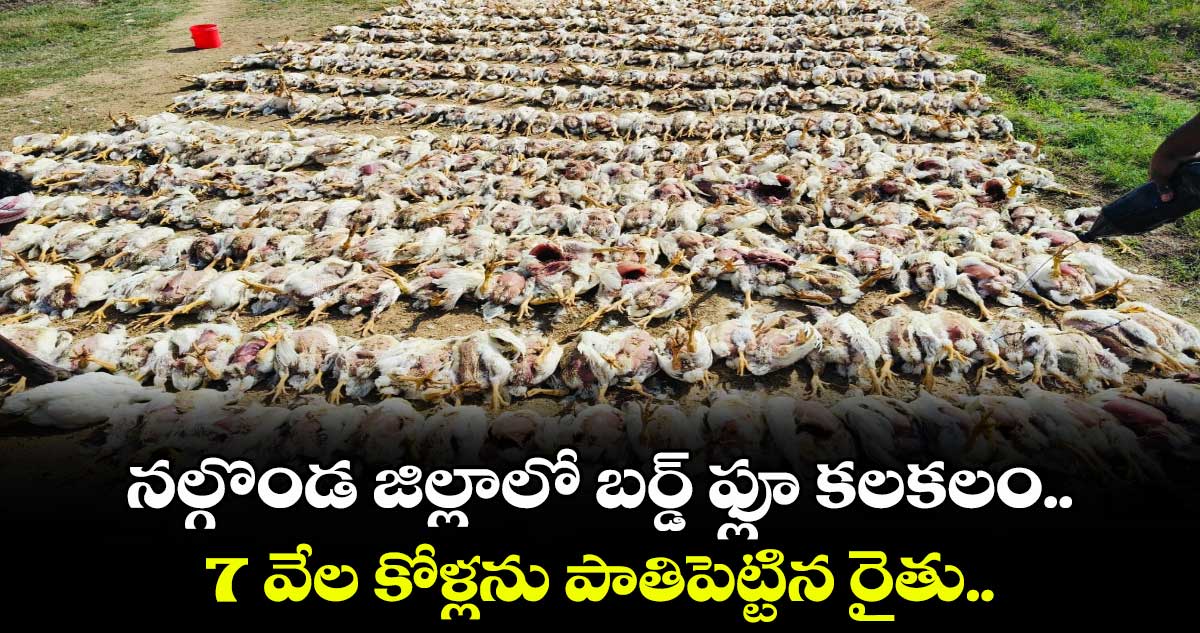 నల్గొండ జిల్లాలో బర్డ్ ఫ్లూ కలకలం..  7 వేల కోళ్లను పాతిపెట్టిన రైతు.. 