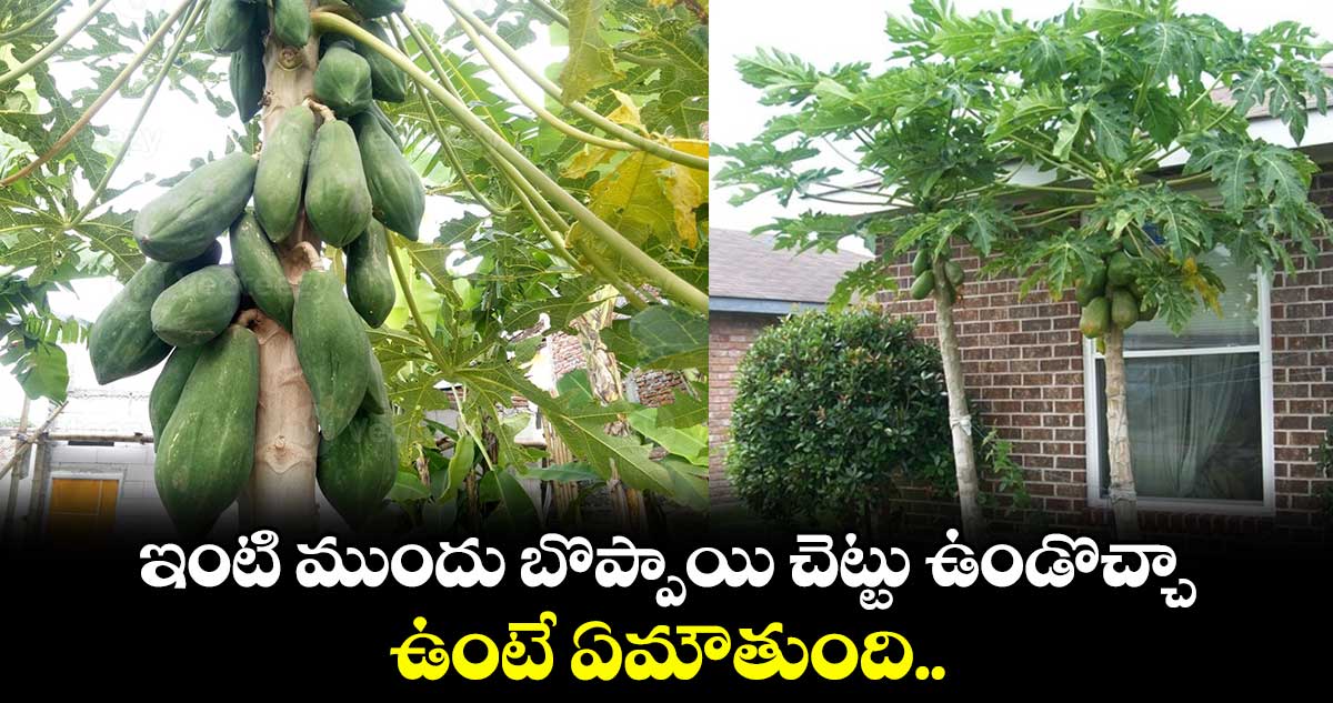 ఇంటి ముందు బొప్పాయి చెట్టు ఉండొచ్చా.. ఉంటే ఏమౌతుంది..