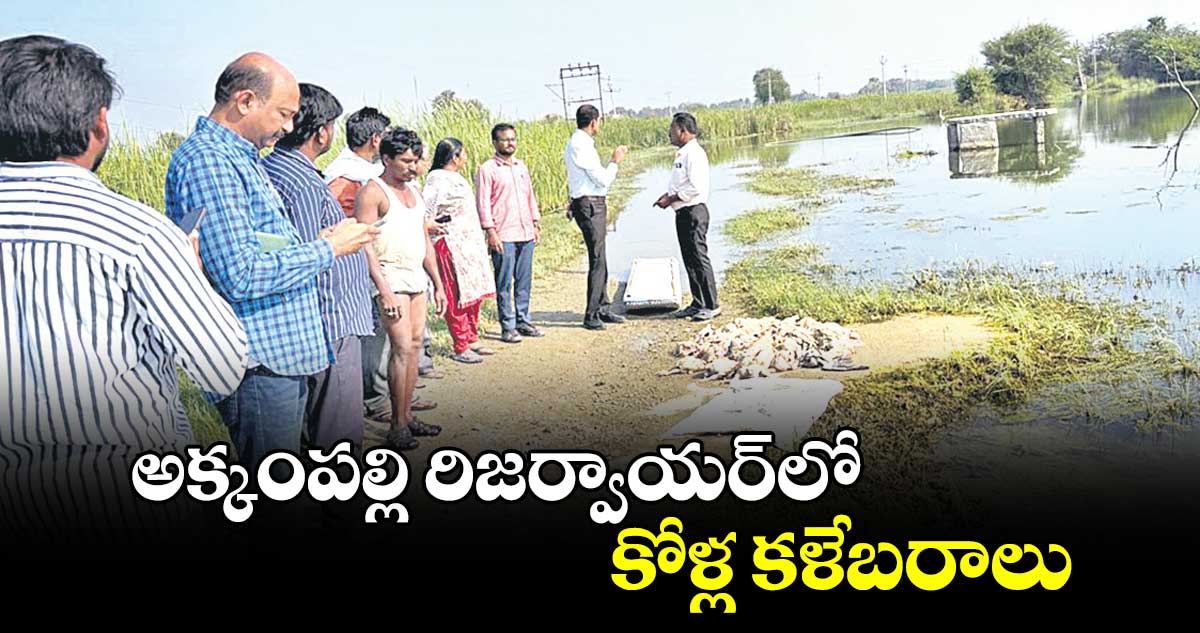 అక్కంపల్లి రిజర్వాయర్​లో కోళ్ల కళేబరాలు