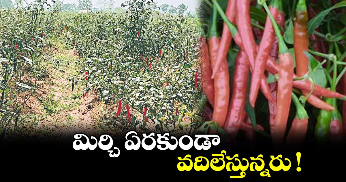 మిర్చి ఏరకుండా  వదిలేస్తున్నరు !