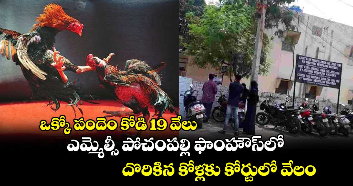 ఒక్కో పందెం కోడి 19 వేలు .. ఎమ్మెల్సీ పోచంపల్లి ఫాంహౌస్​లో దొరికిన కోళ్లకు కోర్టులో వేలం 