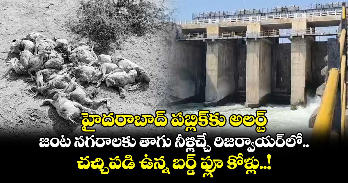 హైదరాబాద్⁬ పబ్లిక్⁬కు అలర్ట్.. జంట నగరాలకు తాగు నీళ్లిచ్చే రిజర్వాయర్⁬లో.. చచ్చిపడి ఉన్న బర్డ్ ఫ్లూ కోళ్లు..!