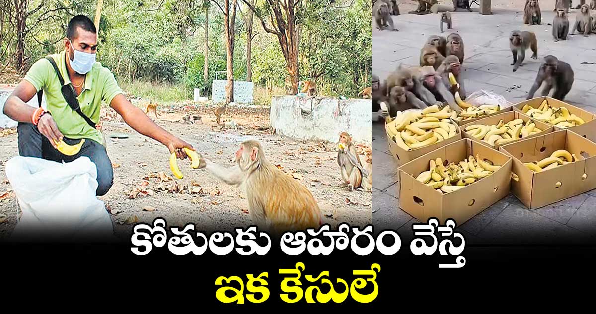 కోతులకు ఆహారం వేస్తే ఇక కేసులే 