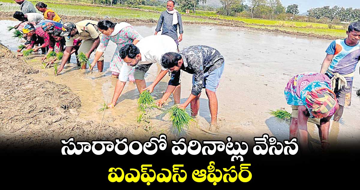 సూరారంలో వరినాట్లు వేసిన ఐఎఫ్​ఎస్ ​ఆఫీసర్