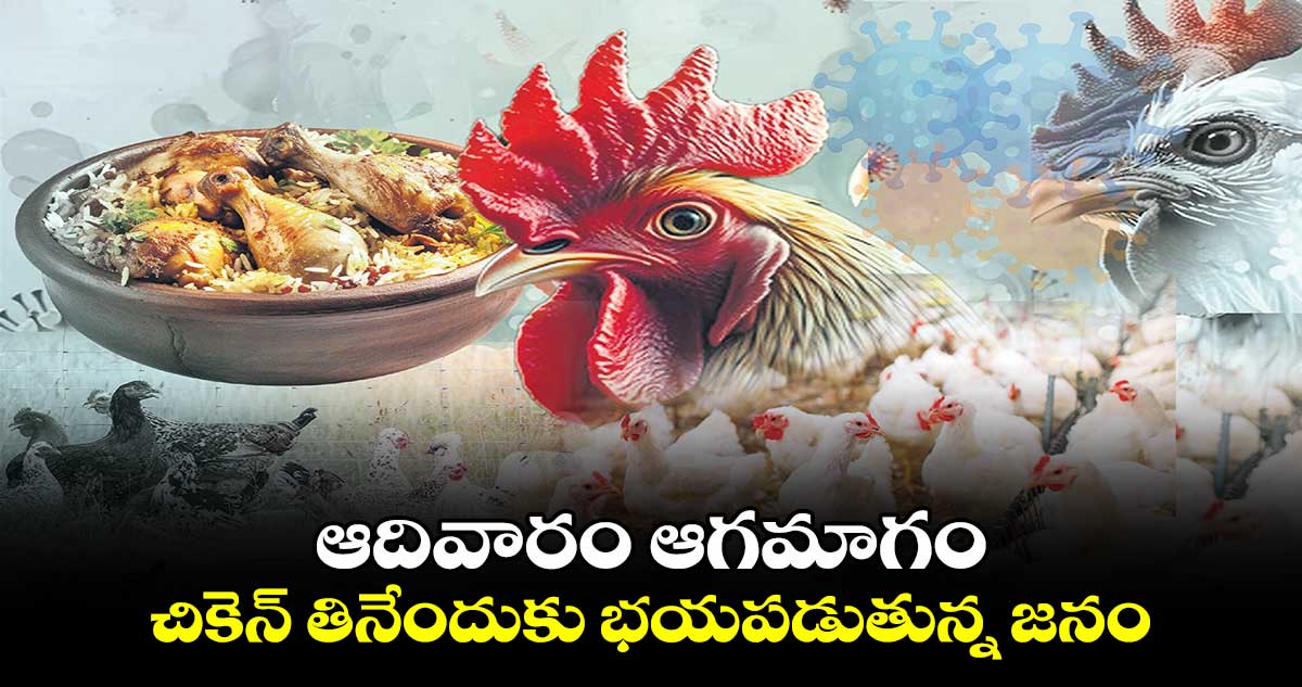 ఆదివారం ఆగమాగం: చికెన్ తినేందుకు భయపడుతున్న జనం