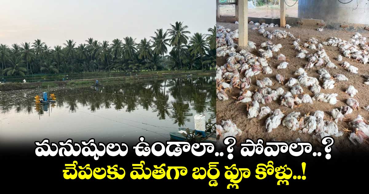 Bird Flu: మనుషులు ఉండాలా..? పోవాలా..? చేపలకు మేతగా బర్డ్ ఫ్లూ కోళ్లు..!