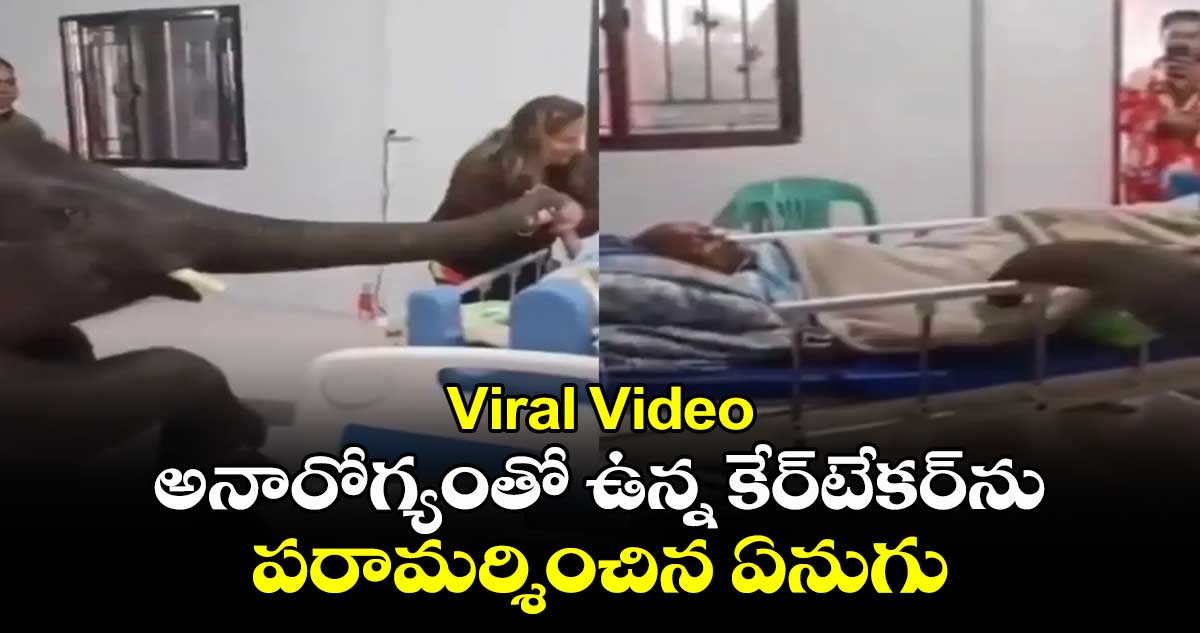 Viral Video: హార్ట్ టచింగ్ సీన్..అనారోగ్యంతో ఉన్న కేర్‌టేకర్‌ను పరామర్శించిన ఏనుగు 