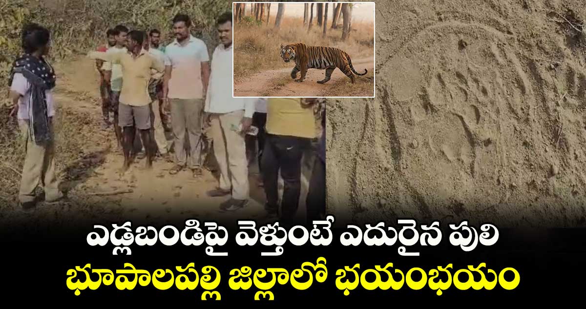 ఎడ్లబండిపై వెళ్తుంటే ఎదురైన పులి.. భూపాలపల్లి జిల్లాలో భయంభయం