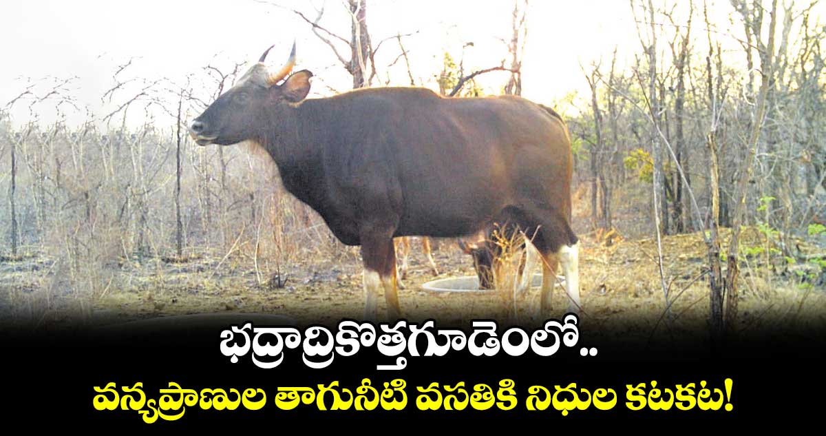 భద్రాద్రికొత్తగూడెంలో వన్యప్రాణుల తాగునీటి వసతికి  నిధుల కటకట!