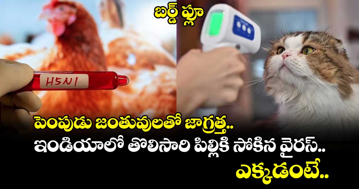 బర్డ్ ఫ్లూ: పెంపుడు జంతువులతో జాగ్రత్త.. ఇండియాలో తొలిసారి పిల్లికి సోకిన వైరస్.. ఎక్కడంటే..