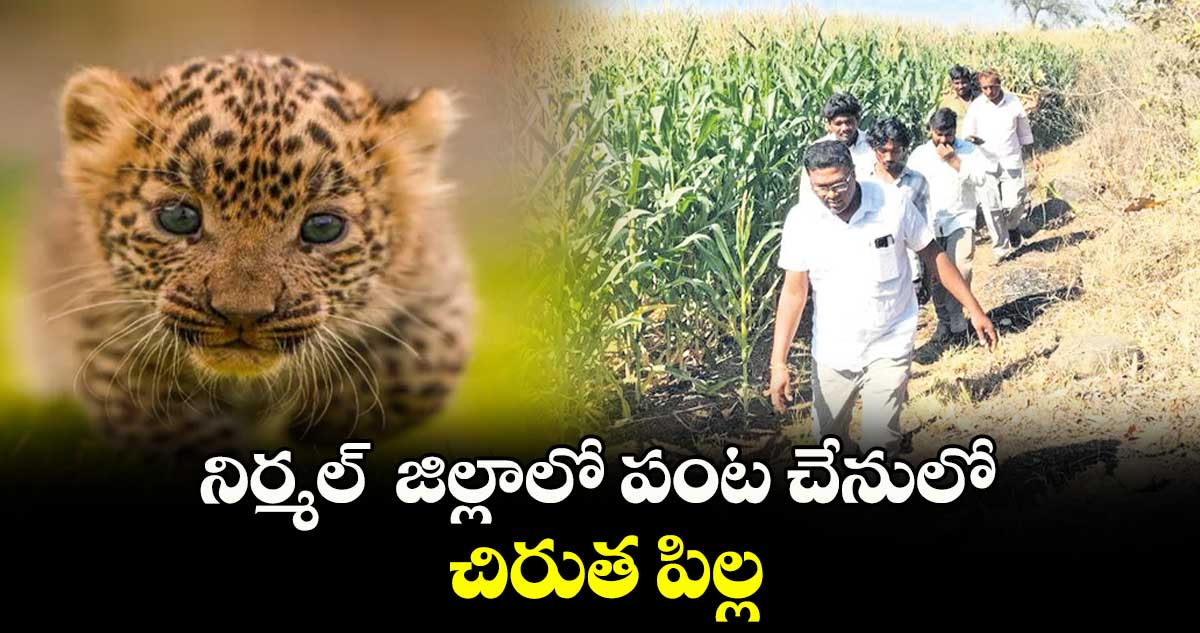 నిర్మల్  జిల్లాలో పంట చేనులో చిరుత పిల్ల