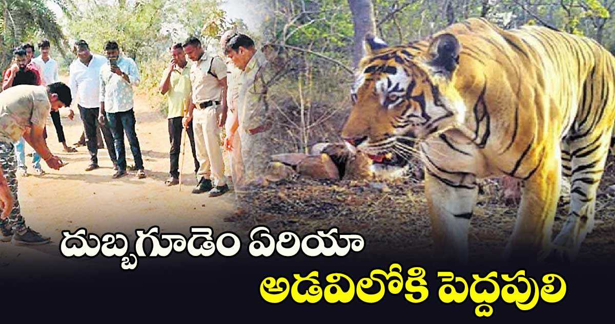 దుబ్బగూడెం ఏరియా అడవిలోకి పెద్దపులి