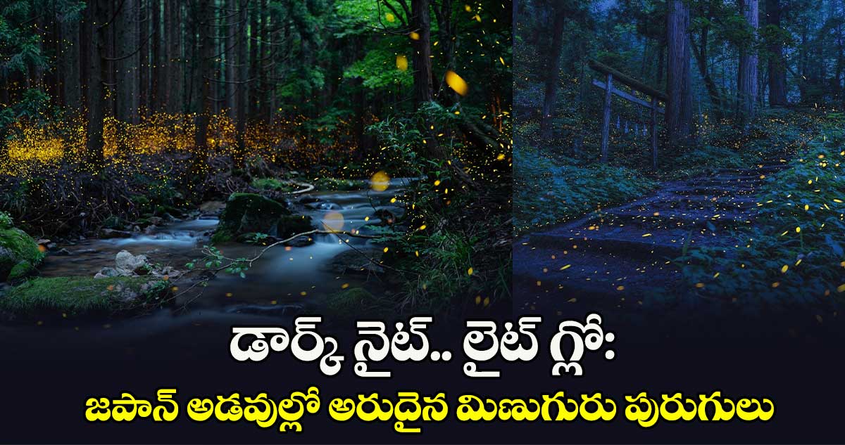 డార్క్​ నైట్​.. లైట్ గ్లో: జపాన్ అడవుల్లో అరుదైన మిణుగురు పురుగులు