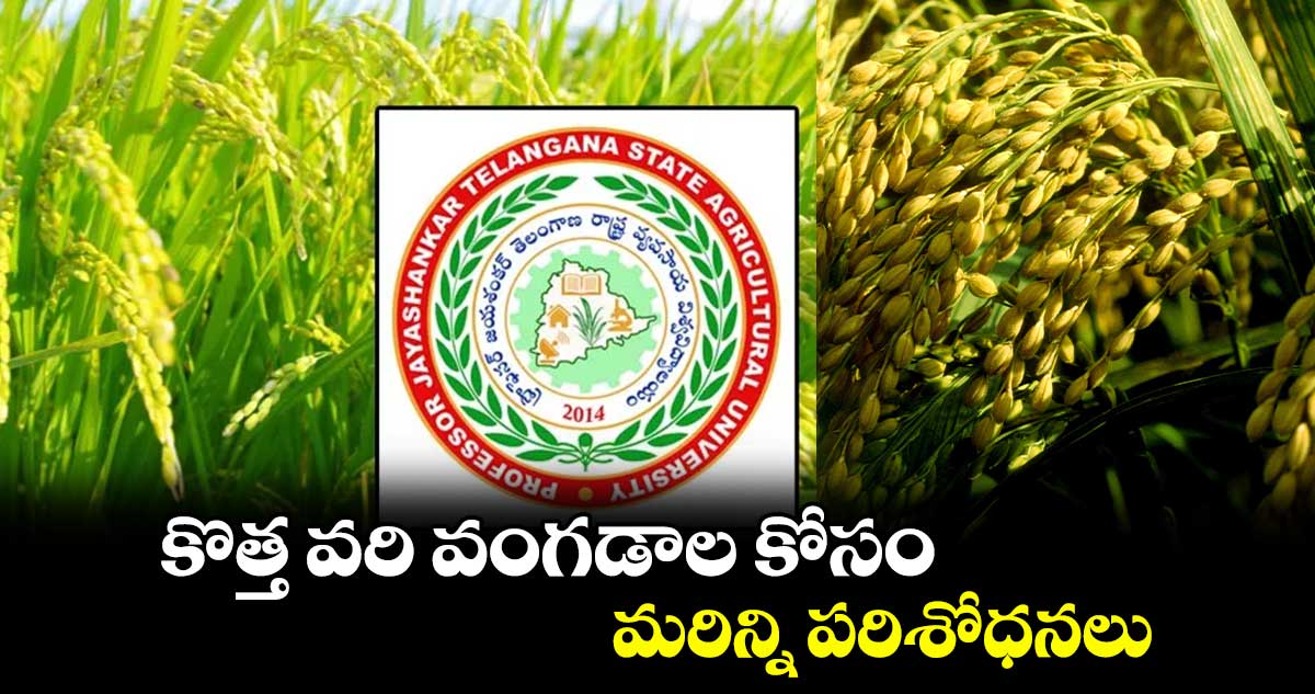 కొత్త వరి వంగడాల కోసం మరిన్ని పరిశోధనలు