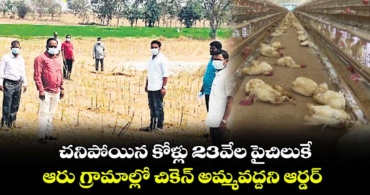 చనిపోయిన కోళ్లు 23వేల పైచిలుకే..ఆరు గ్రామాల్లో చికెన్​ అమ్మవద్దని ఆర్డర్​ 