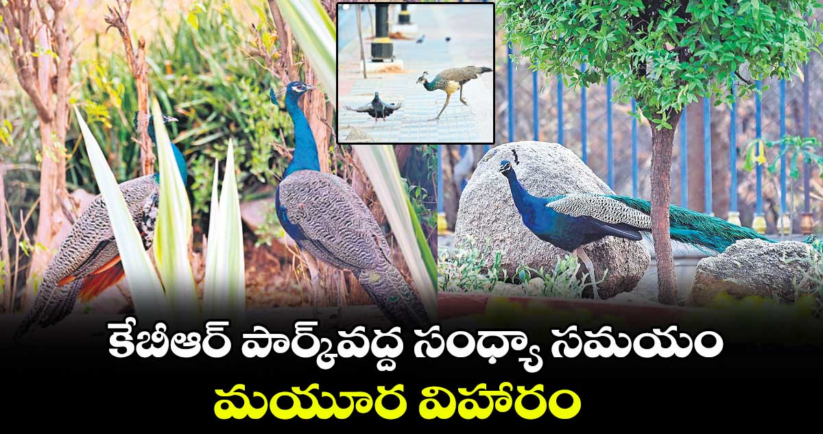  కేబీఆర్ ​పార్క్​వద్ద సంధ్యా సమయం.. మయూర విహారం