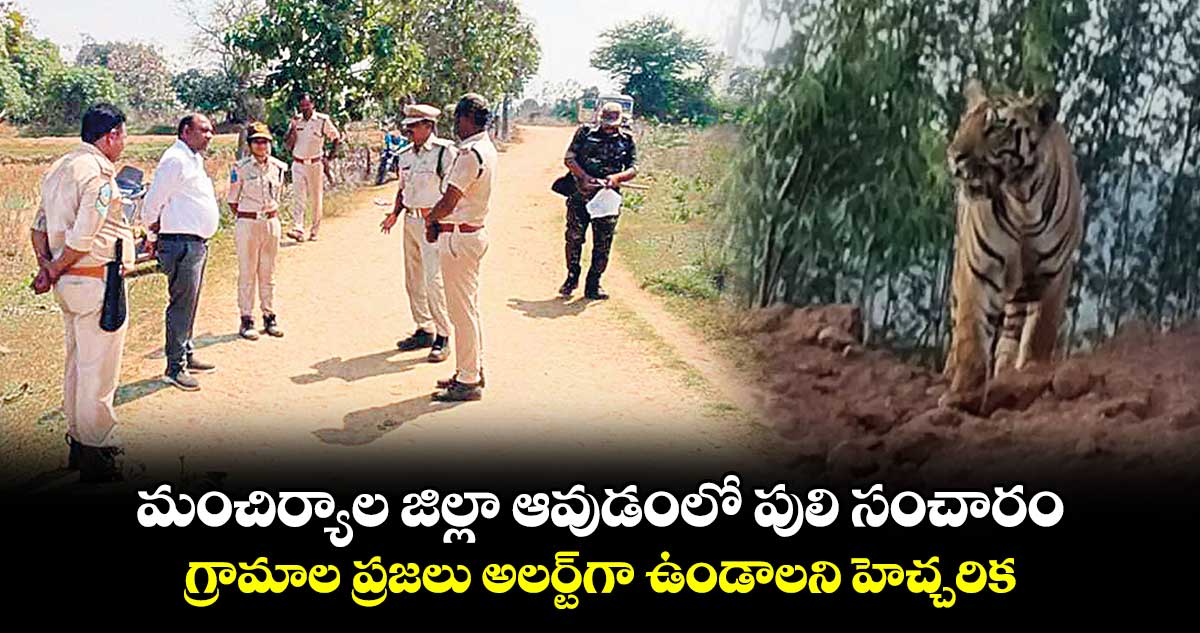 మంచిర్యాల జిల్లా ఆవుడంలో పులి సంచారం.. గ్రామాల ప్రజలు అలర్ట్⁭గా ఉండాలని హెచ్చరిక