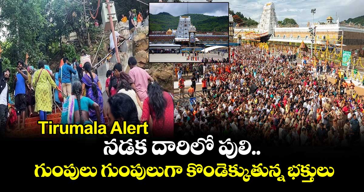 Tirumala Alert : నడక దారిలో పులి.. గుంపులు గుంపులుగా కొండెక్కుతున్న భక్తులు