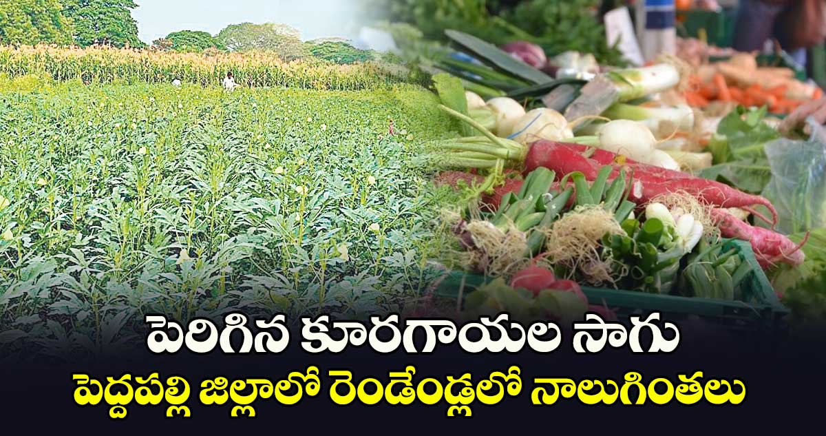 పెరిగిన కూరగాయల సాగు..పెద్దపల్లి జిల్లాలో రెండేండ్లలో నాలుగింతలు 