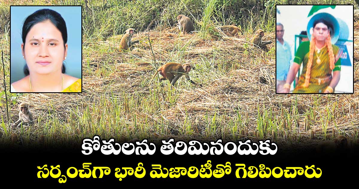 కోతులను తరిమినందుకు.. సర్పంచ్⁬గా భారీ మెజారిటీతో గెలిపించారు