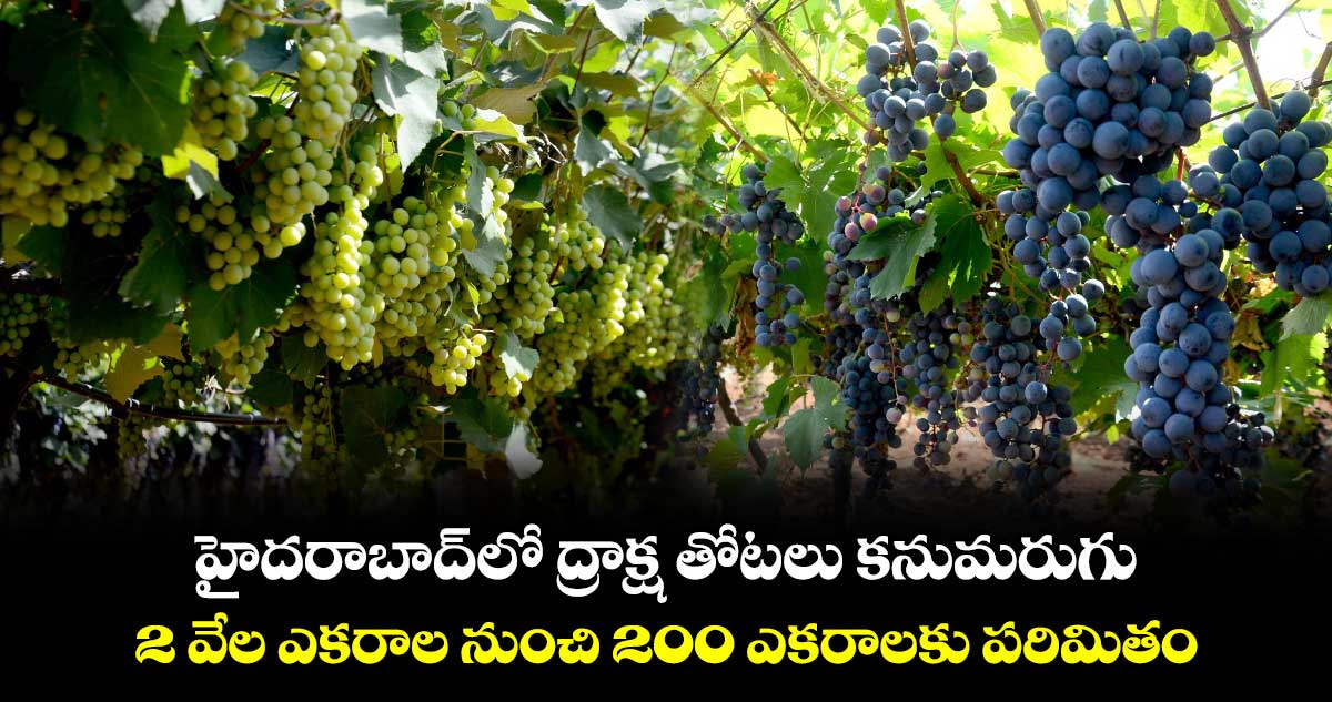 Velugu Exclusive : హైదరాబాద్⁭లో ద్రాక్ష తోటలు కనుమరుగు : 2 వేల ఎకరాల నుంచి 200 ఎకరాలకు పరిమితం