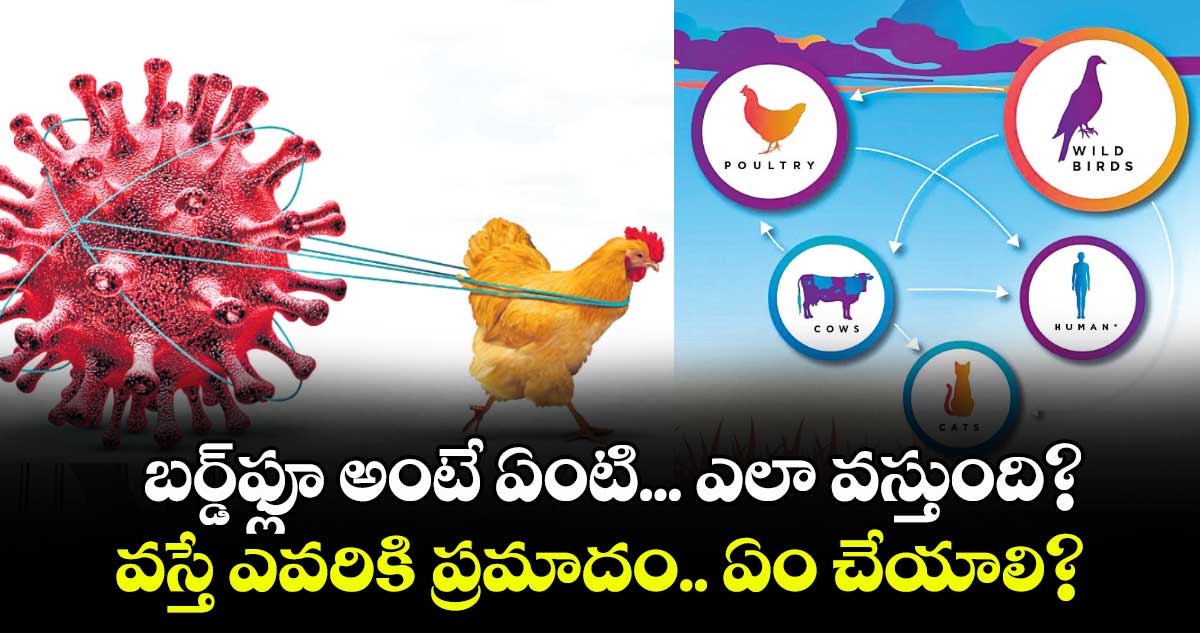 Bird Flu : అసలు బర్డ్‌‌ఫ్లూ ఎలా వస్తుంది? ..వస్తే ఎవరికి ప్రమాదం.. ఏం చేయాలి?