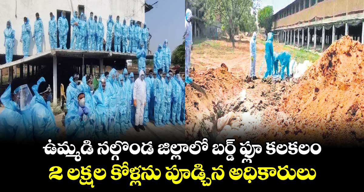 ఉమ్మడి నల్గొండ జిల్లాలో బర్డ్ ఫ్లూ కలకలం .. 2 లక్షల కోళ్లను పూడ్చిన అధికారులు 