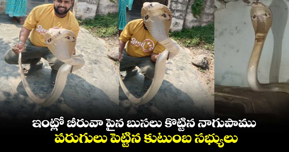 ఇంట్లో బీరువా పైన బుసలు కొట్టిన నాగుపాము.. పరుగులు పెట్టిన కుటుంబ సభ్యులు