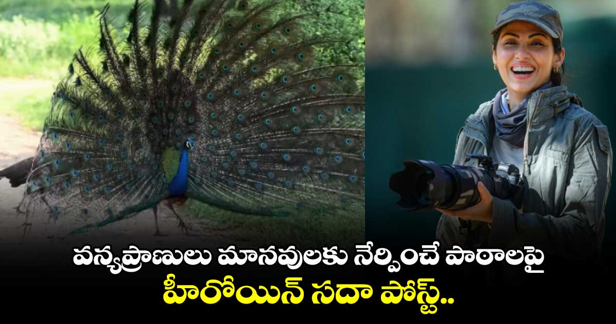 World Wildlife Day: వన్యప్రాణులు మానవులకు నేర్పించే పాఠాలపై హీరోయిన్ సదా పోస్ట్.. వీడియో వైరల్