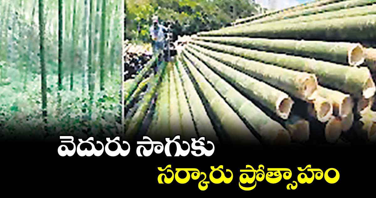 వెదురు సాగుకు  సర్కారు ప్రోత్సాహం