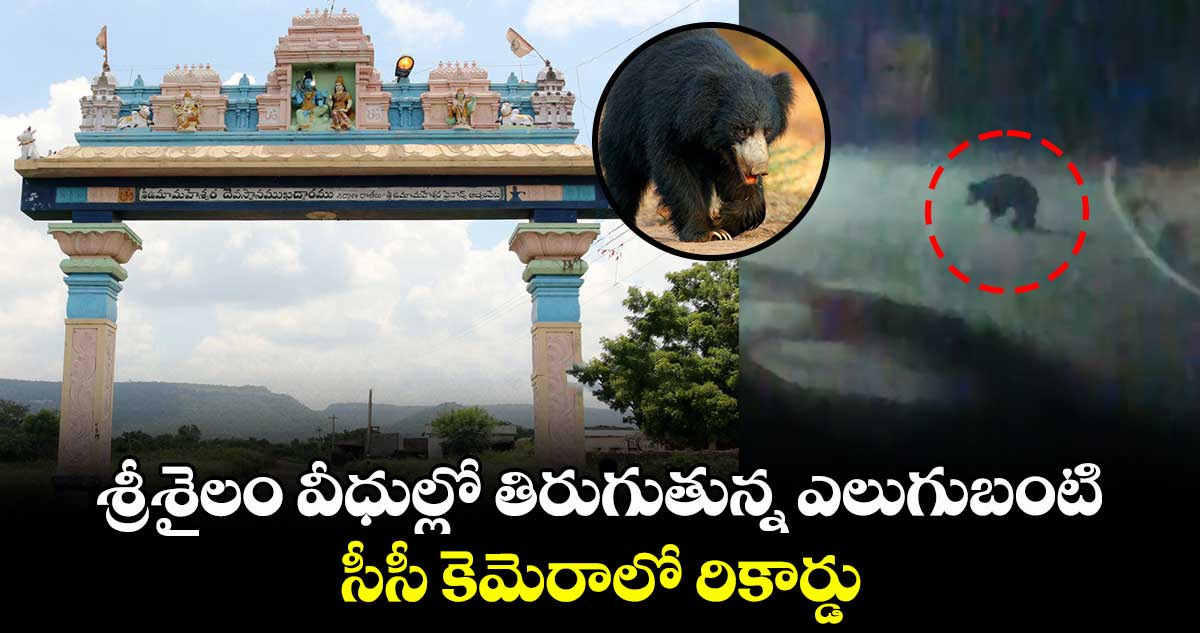 శ్రీశైలం వీధుల్లో తిరుగుతున్న ఎలుగుబంటి : సీసీ కెమెరాలో రికార్డు