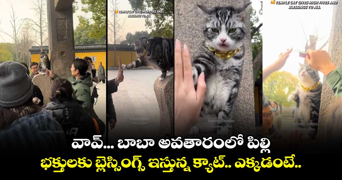 Video Viral: వావ్ ... బాబా అవతారంలో పిల్లి.. భక్తులకు బ్లెస్సింగ్స్​ ఇస్తున్న క్యాట్​.. ఎక్కడంటే.. 