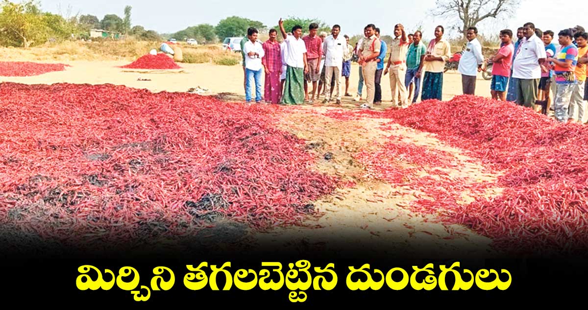 మిర్చిని తగలబెట్టిన దుండగులు