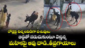 రోడ్లపై విచ్చలవిడిగా పశువులు..బిడ్డతో నడుచుకుంటూ వెళ్తున్న మహిళపై ఆవు దాడి..తీవ్రగాయాలు