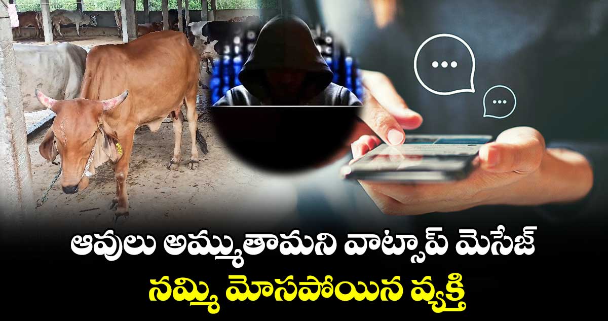 ఆవులు అమ్ముతామని వాట్సాప్ మెసేజ్.. నమ్మి మోసపోయిన వ్యక్తి