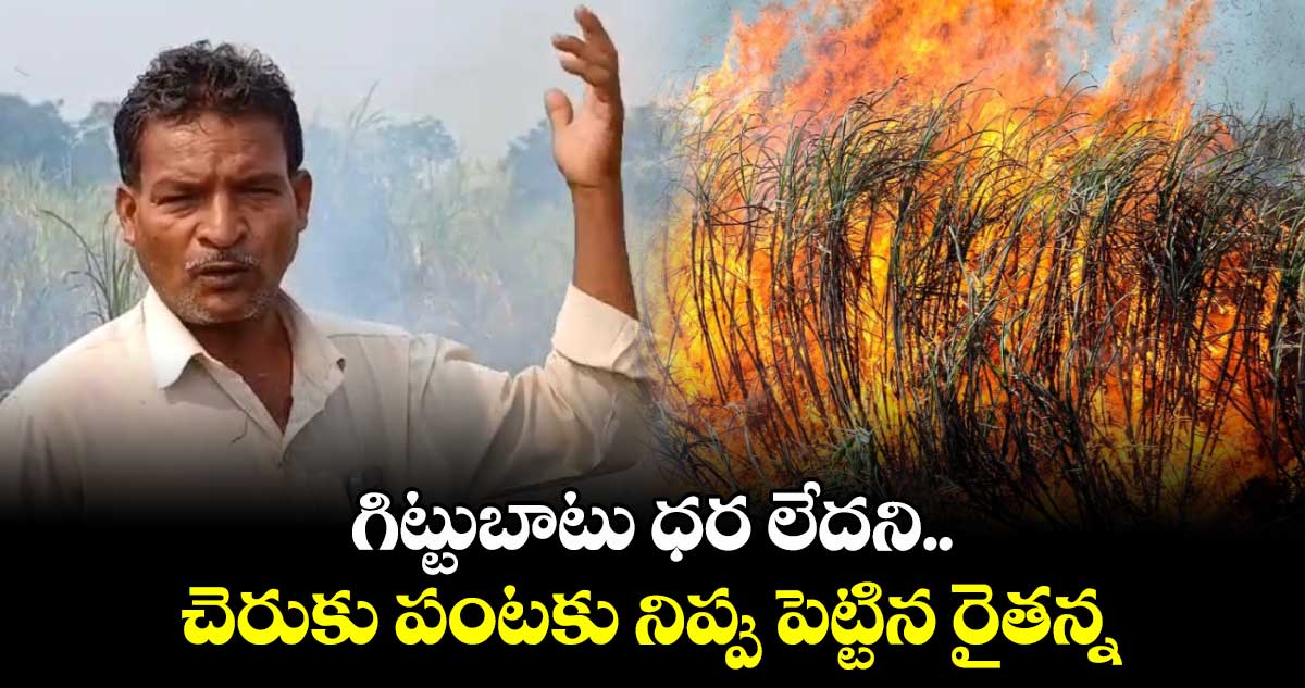 గిట్టుబాటు ధర లేదని.. చెరుకు పంటకు నిప్పు పెట్టిన రైతన్న