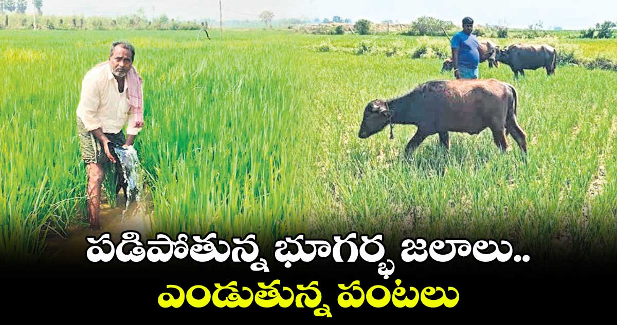 పడిపోతున్న భూగర్భ జలాలు..  ఎండుతున్న పంటలు