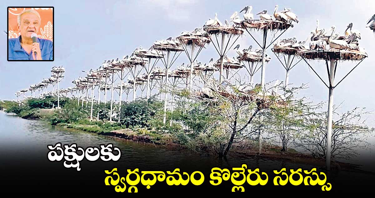 పక్షులకు స్వర్గధామం కొల్లేరు సరస్సు